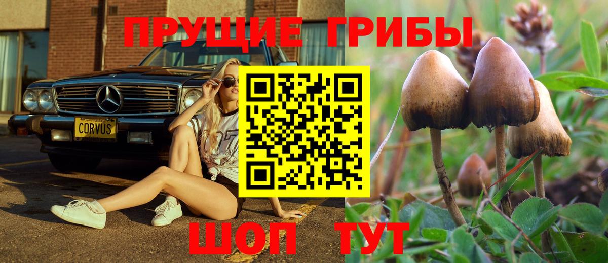 Галлюциногенные грибы Psilocybine cubensis Долгопрудный